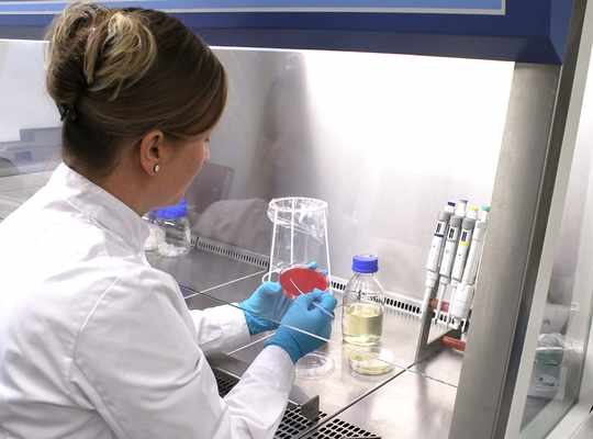 Die Wissenschaftlerin Sindy Burgold-Voigt präpariert eine Bakterienkultur im Labor am InfectoGnostics Forschungscampus Jena.