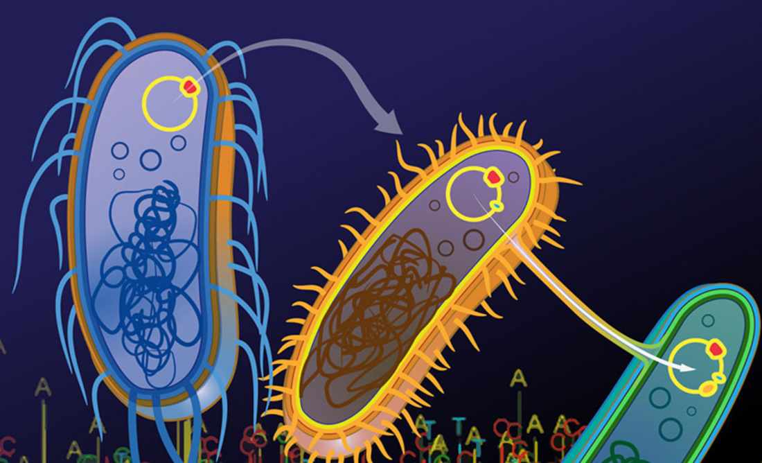 Plasmidtransfer zwischen Bakterien (Darryl Leja - NHGRI/NIH)