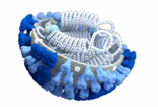 Computer-generated rendering of a half-sliced influenza (flu) virus.