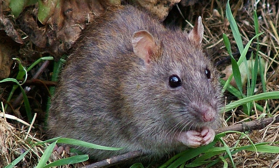 Wanderratte